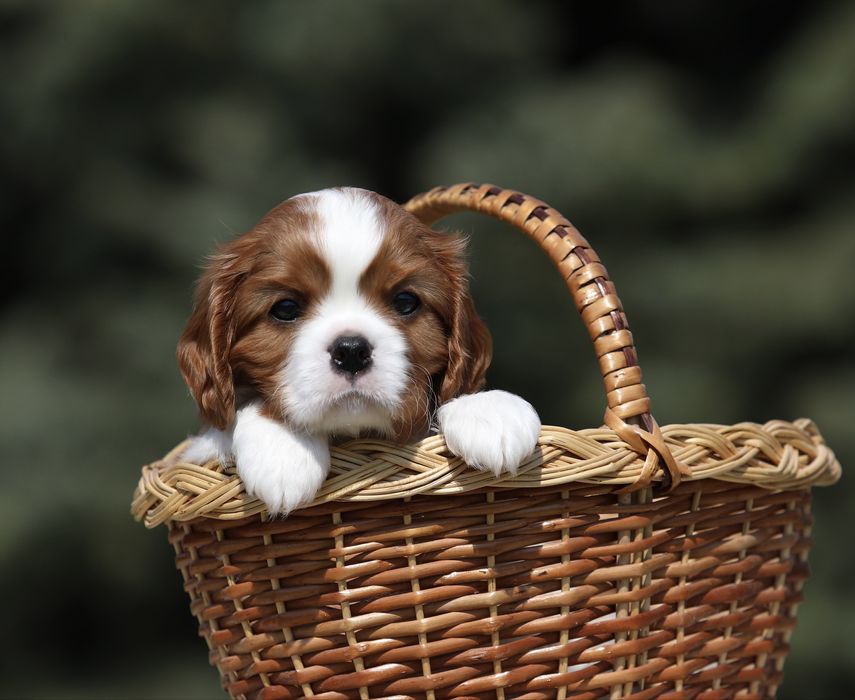 Кавалер кінг чарльз спаніель