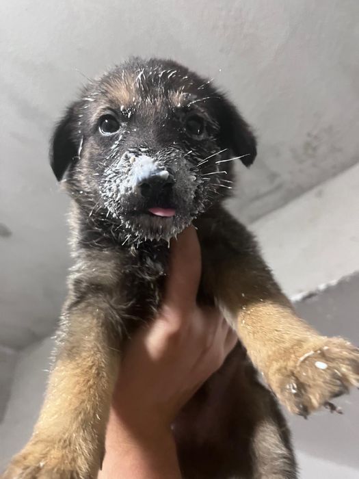 Ultimo bebe da ninhada