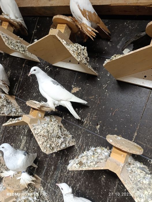 Srebniaki sercowe jasne kosmate