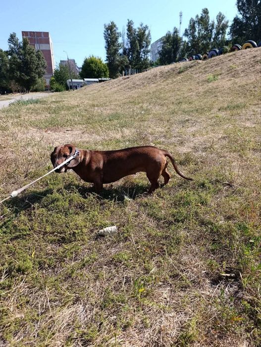 Пропала собака р-н Вырвы ,Хортицкий