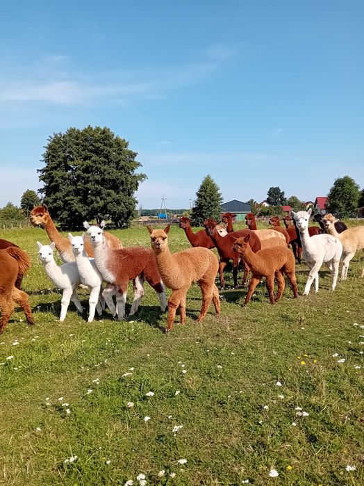 Alpaka Huacaya młody samiec / samiczka / matka z małym