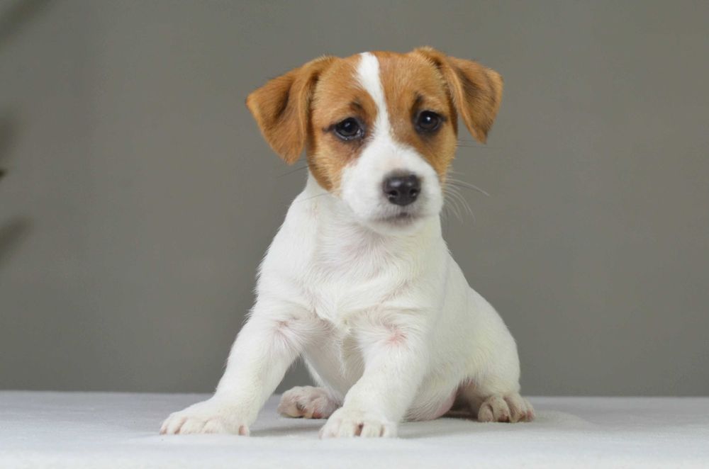 YASMIN – rasowy Jack Russell Terrier, suczka, rodowód ZKwP/FCI