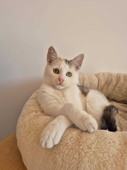 Shani urocza tricolorka do adopcji