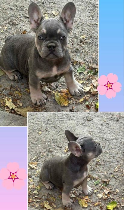 Французик девочка мини голубая! найкраща!