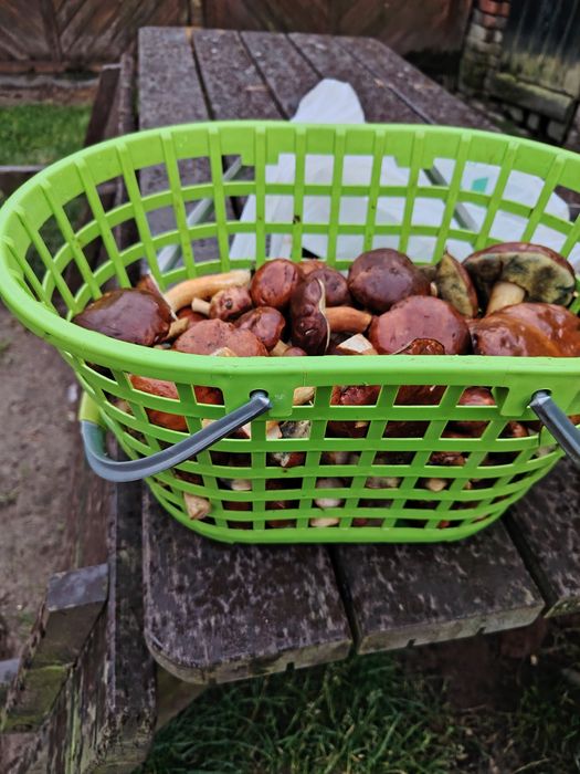 Grzybki zbieram na zamówienie