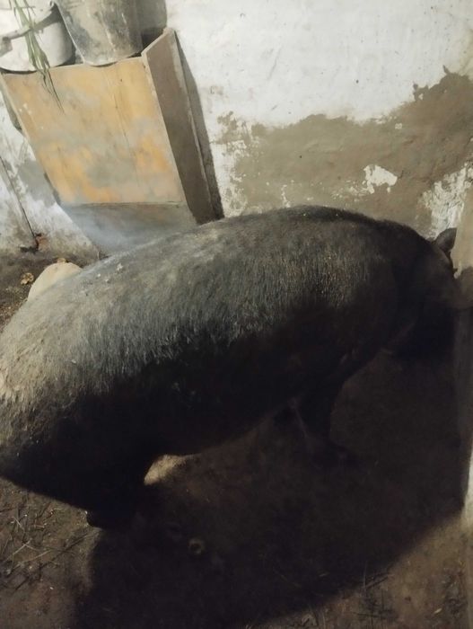 Продам кнура мангала робочій кнура ціна договірна