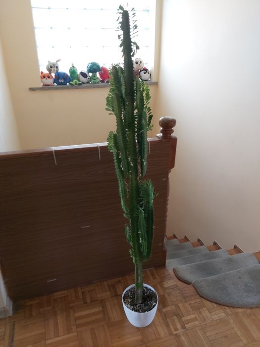 Kaktus 150cm wysokości