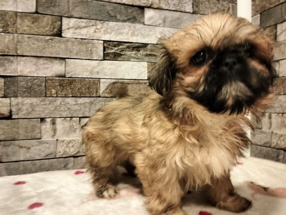 Przepiękna suczka shih-tzu beżowa z rodowodem