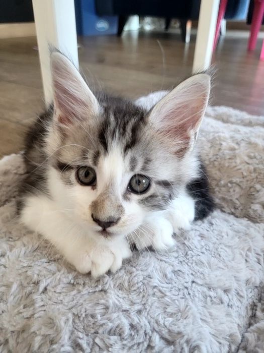 Kotek EROS Bagheera Pl Maine Coon