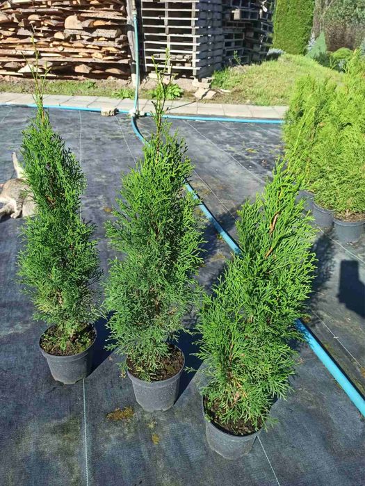 Туя смарагд даніка-є опт