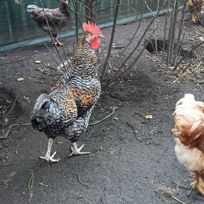 Piękne koguty różne rasy gospodarstwo prywatne