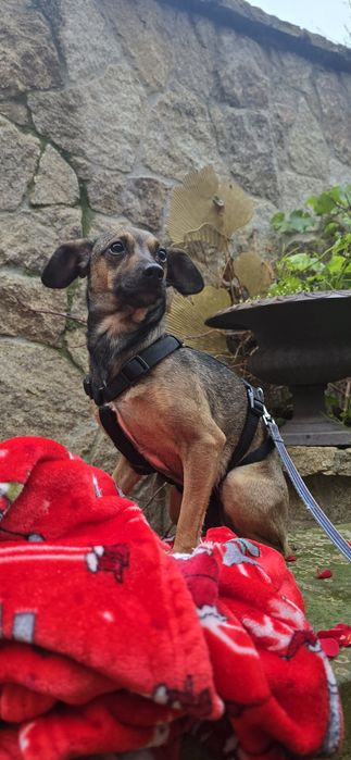 6kg sunia do adopcji