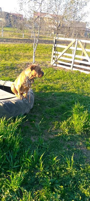 африканський бурбуль сука молода