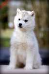 Siberian husky FCI