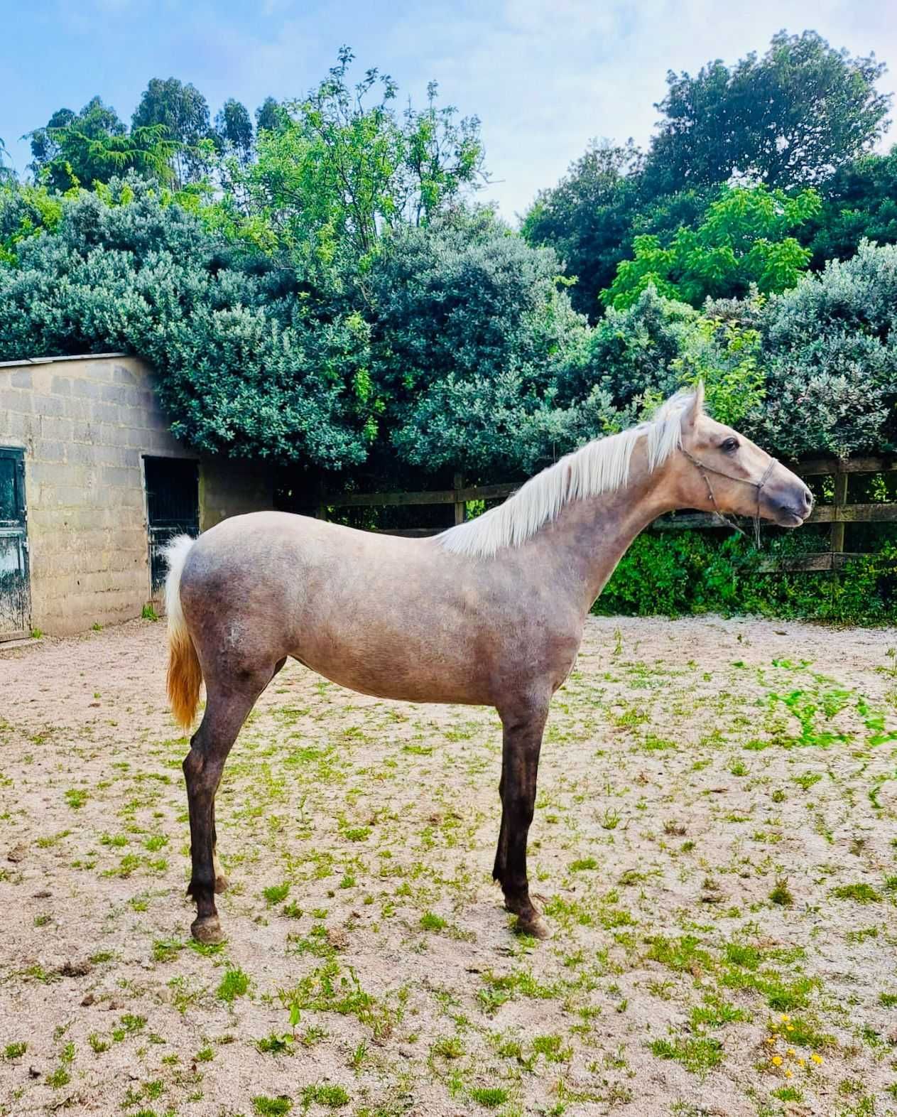 potra perla 14 meses 158cm