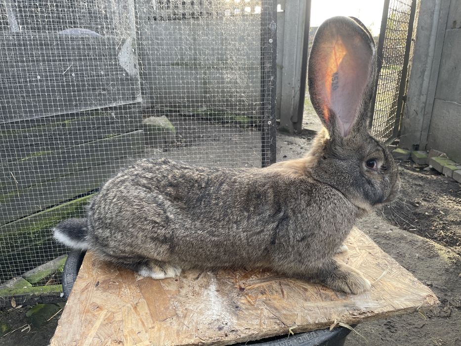 Olbrzym Belgijski Szary SAMICA