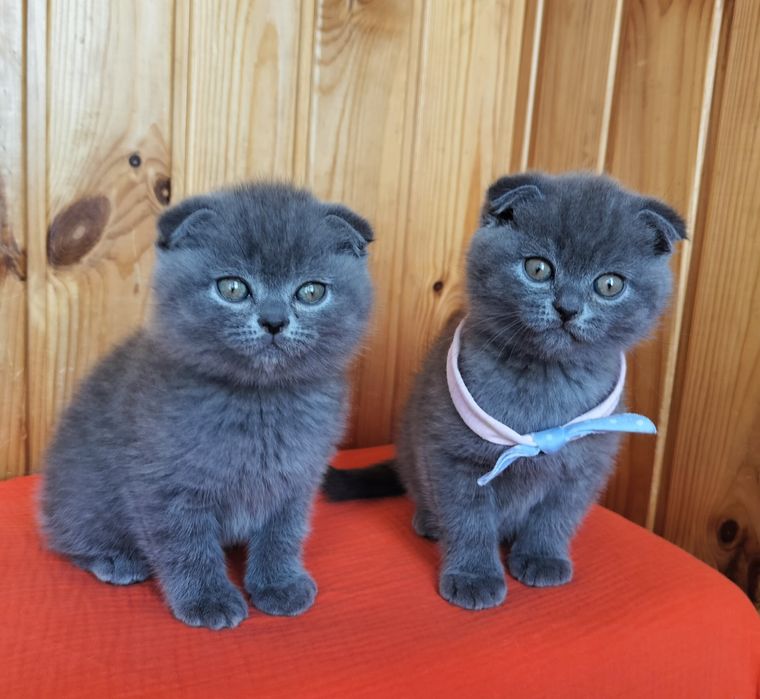 Висловухі сестрички та братики