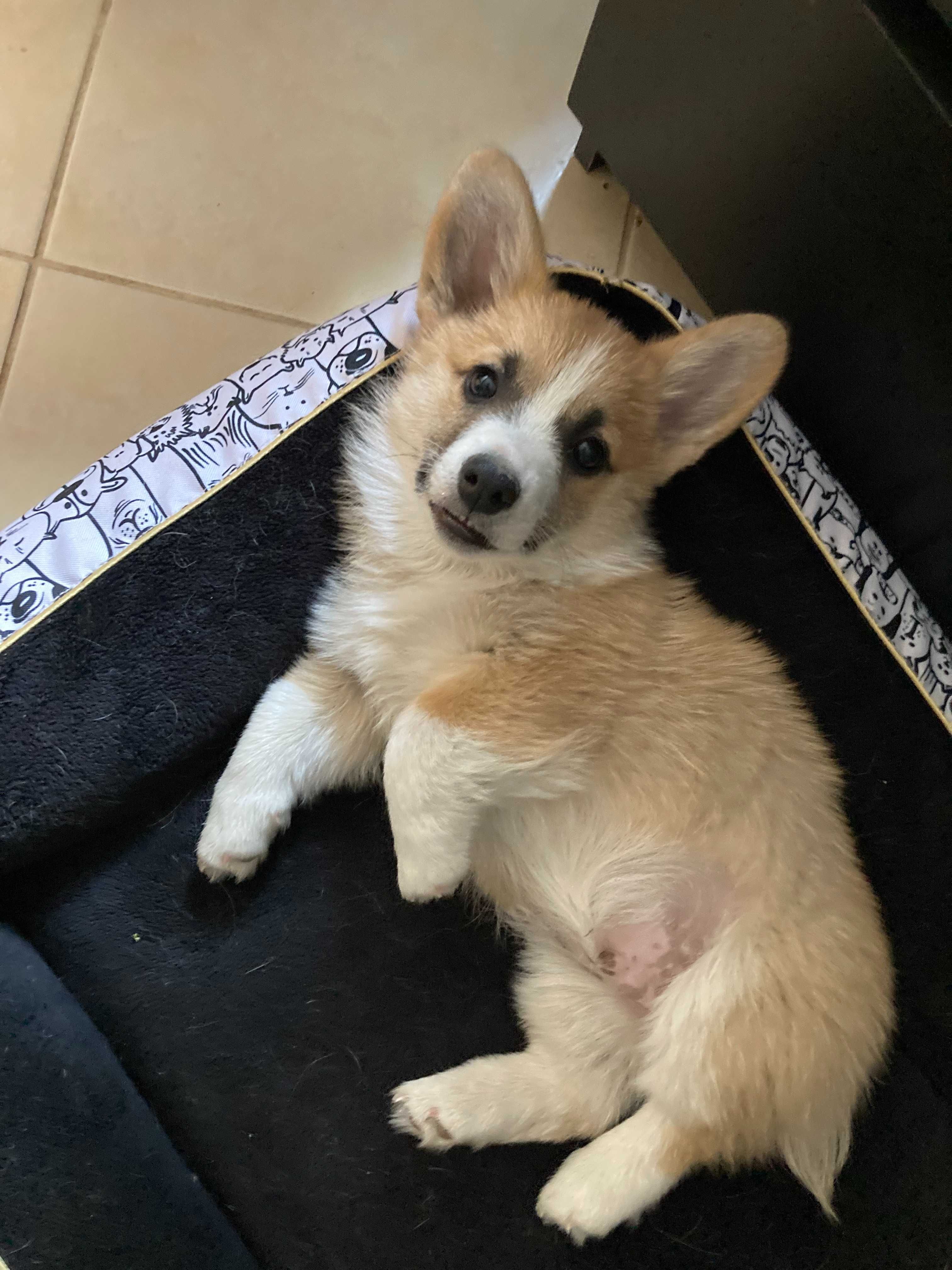 Szczeniak Welsh Corgi Pembroke, chłopak (FCI/ZKwP)