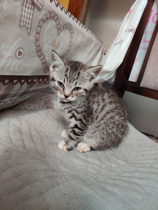 Віддаємо кошеня 2 місяці