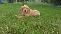 Golden Retriever domowa hodowla