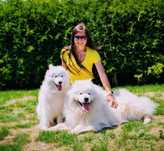Samoyed, suczka, odbiór listopad 2025, Sesto Senso