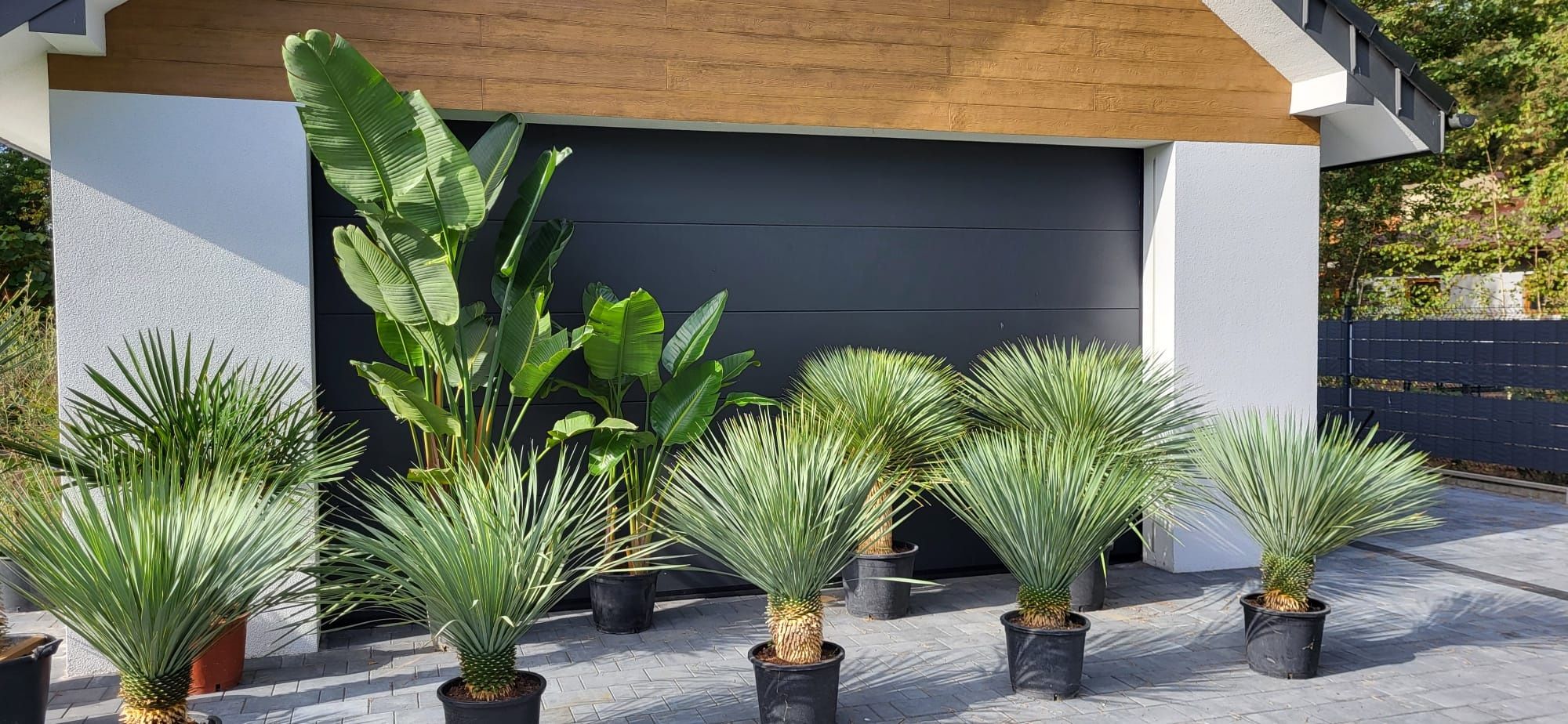 Yucca rostrata.  Rigida. Filifera. Fortunei.