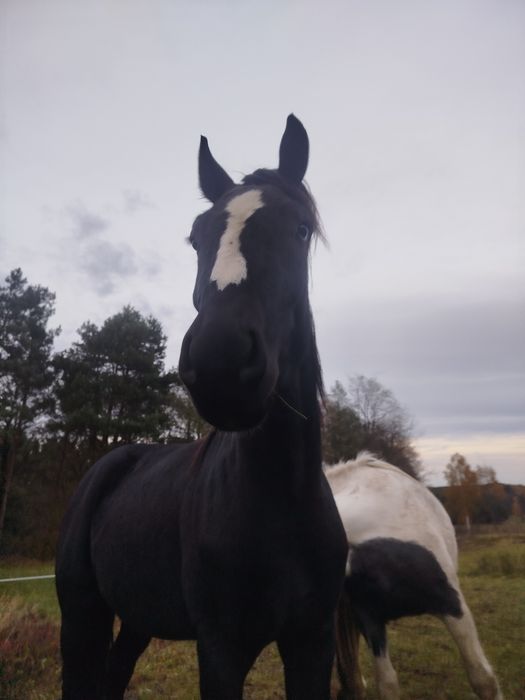 Wałach śląski 3.5 roku