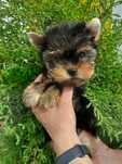Yorkshire terrier chlopiec