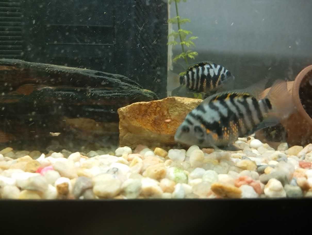 peixe papagaio anao (amphilophus citrinellus)