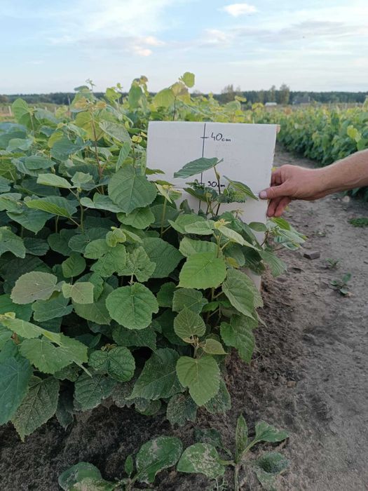 LIPA SZEROKOLISTNA tilia platyphyllos sadzonki 20-40 cm