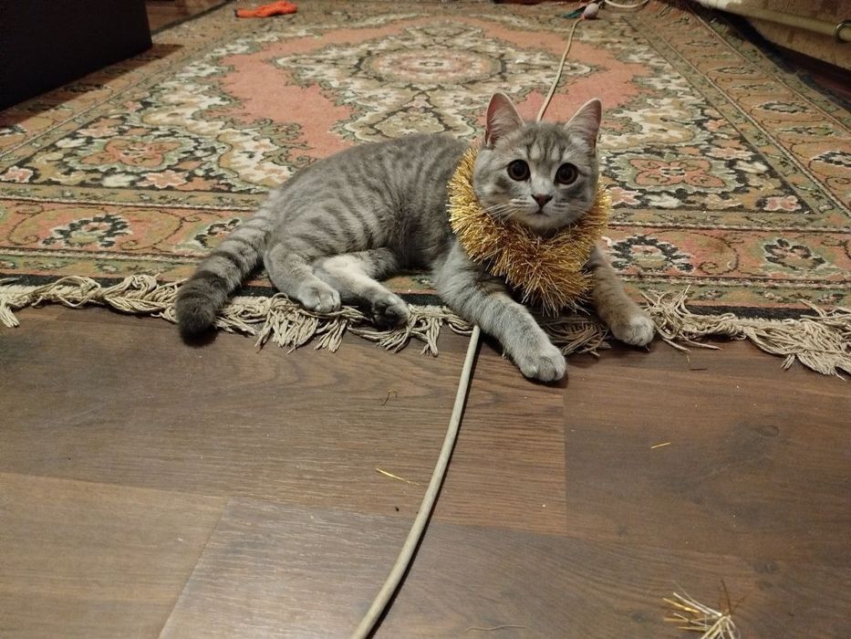 Пропал кот!!!Не проходите мимо пожалуйста!, ВОЗНАГРАЖДЕНИЕ!!