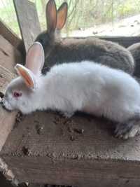 Młode samce króliki mieszańce