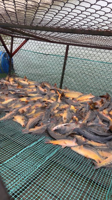 Karp królewski i pełnołuski chodowany w zwirowni