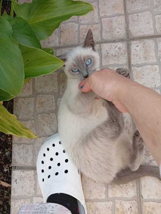 Filhote de gato morando na rua