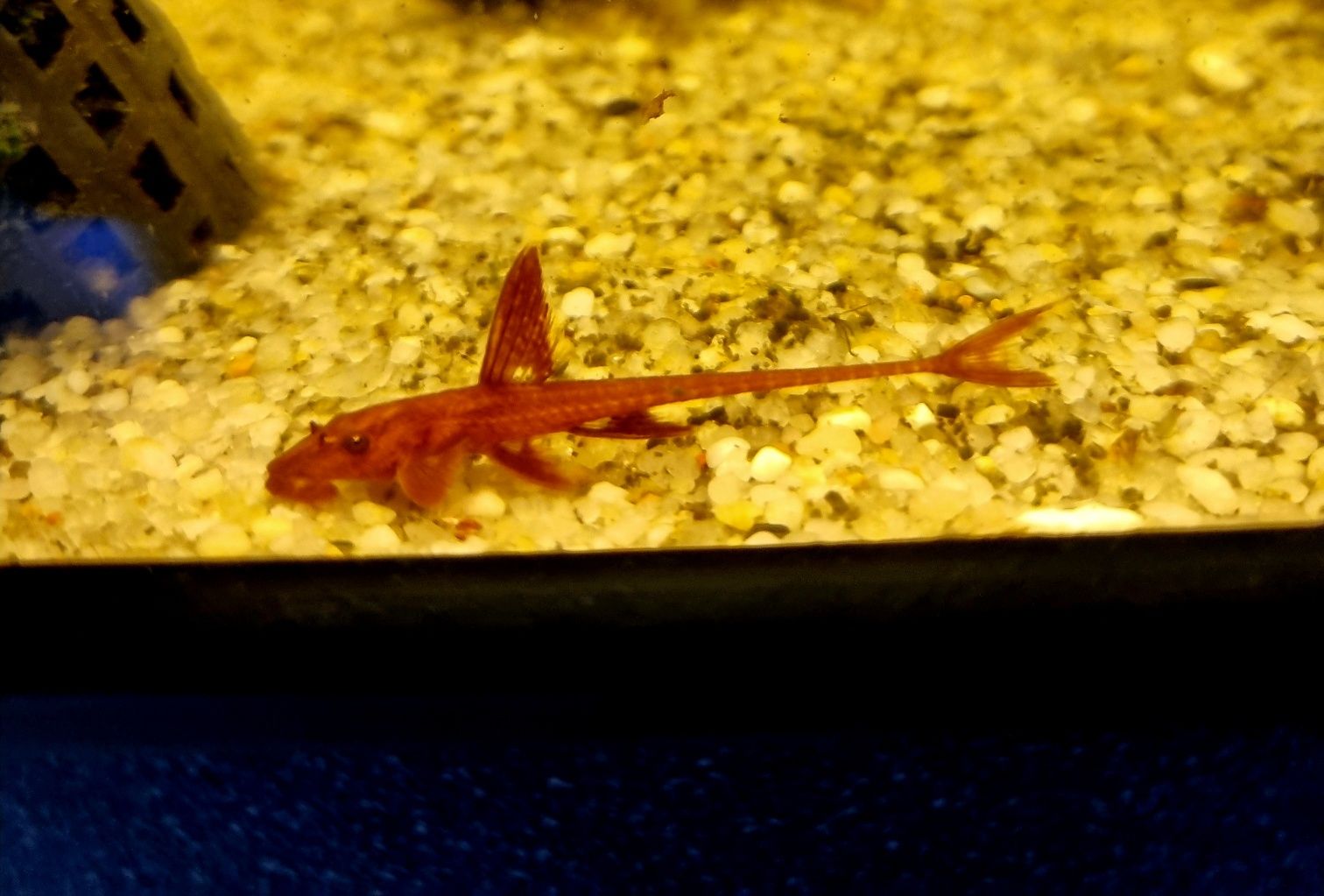 Loricaria red lizard
