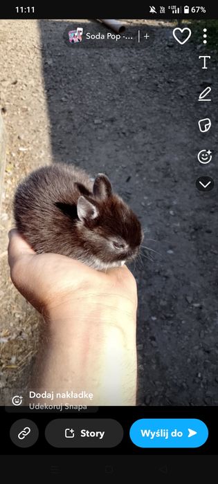 Witam sprzedam króliki miniaturki