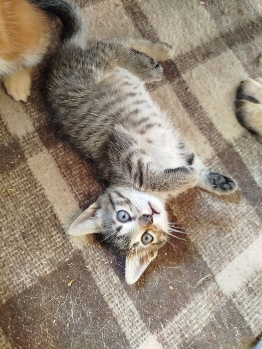 Doação gatinhos desmamados