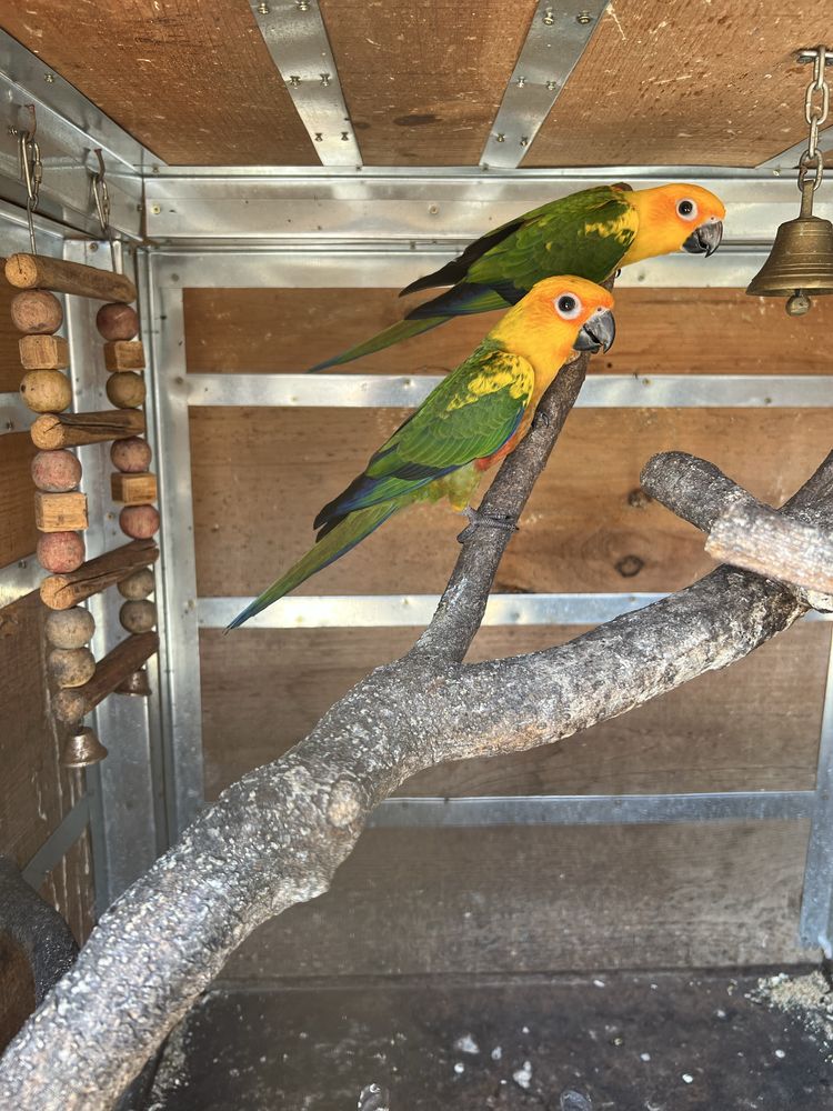 Aratingas jandayas