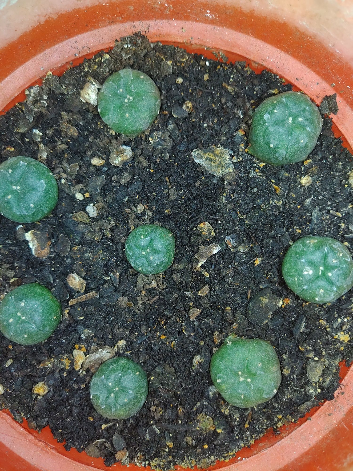 cacto peyote ( Lophophora williamsii )