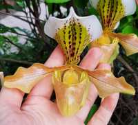 Продам орхідею черевичок Paphiopedilum gratrixianum