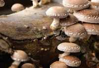 Cogumelos Shitake - Cogumelos Shiitake