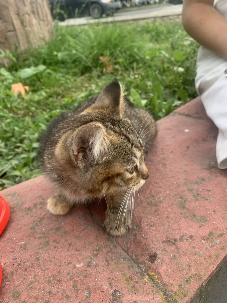 Віддам котика в добрі руки