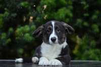 Śliczna dziewczynka welsh corgi cardigan