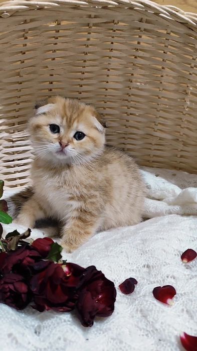 Шикарні прямовухі висловухі кошенята золота шиншила хлопчик дівчинка