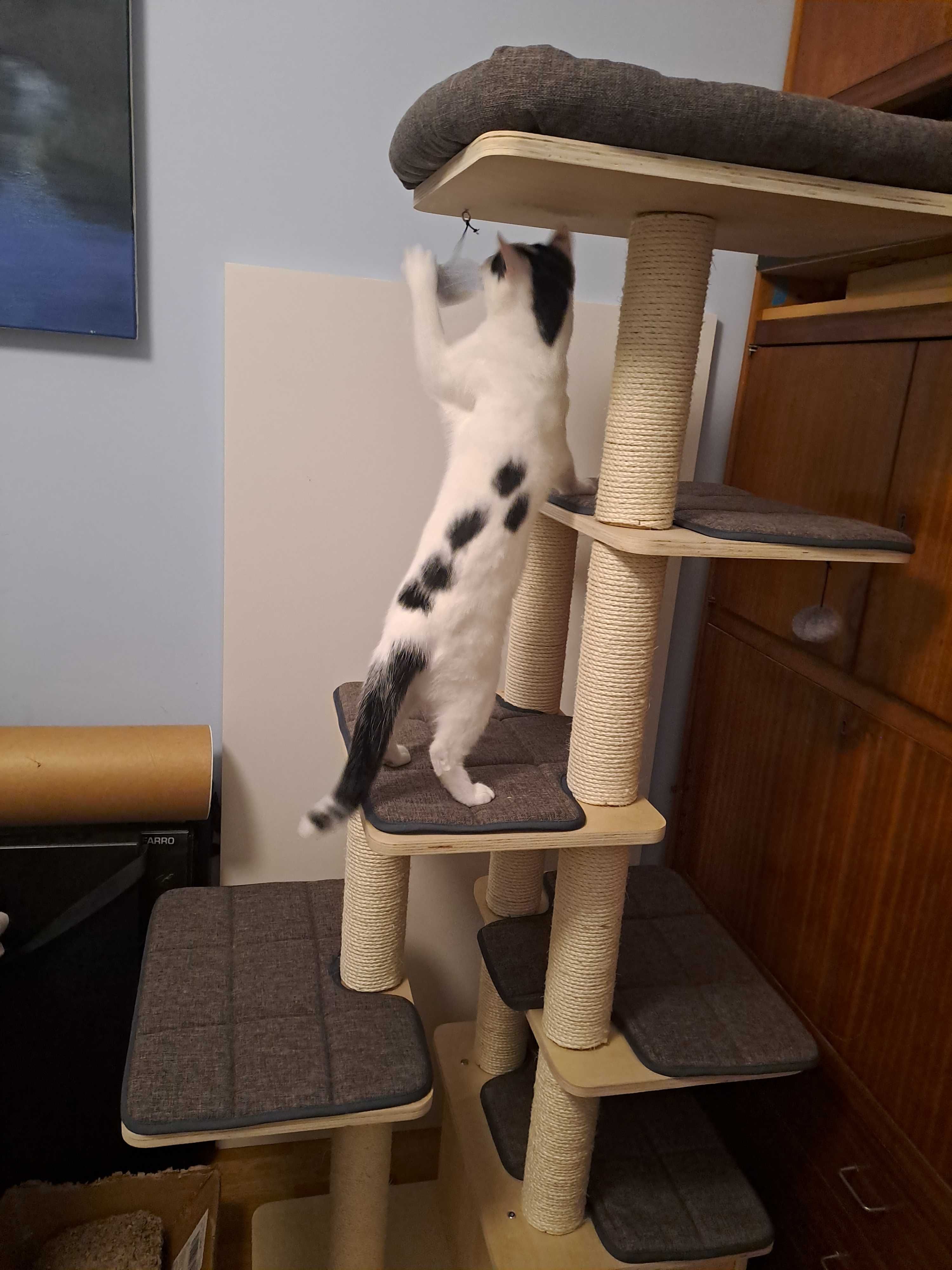 MIETEK cudowny kotek do adopcji