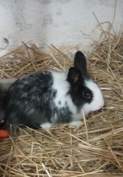 Oddam w dobre ręce wykastrowanego królika