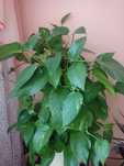 Епіпремнум (Epipremnum)