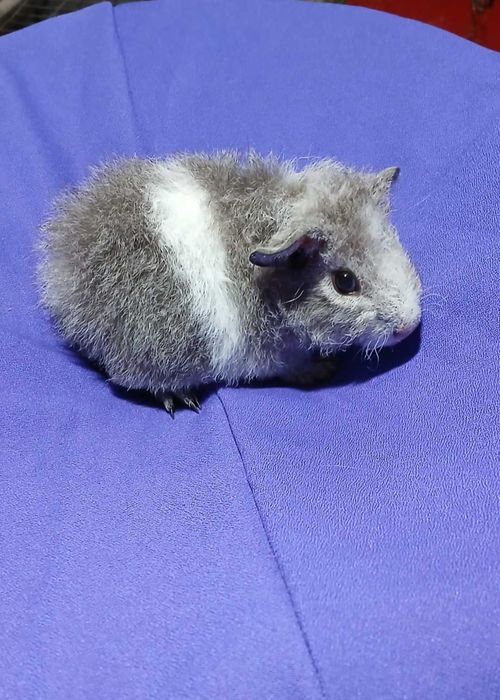 Морська свинка,  американська Тедді