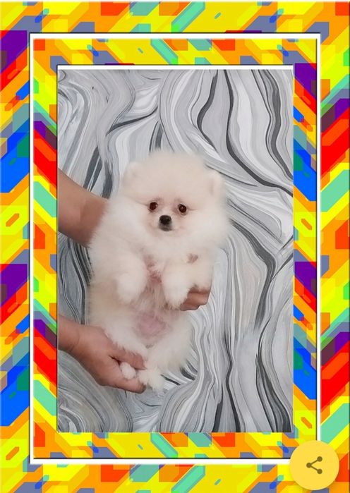 Шпиц. Маленькое чудо