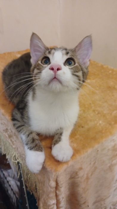 Отдам бесплатно котят